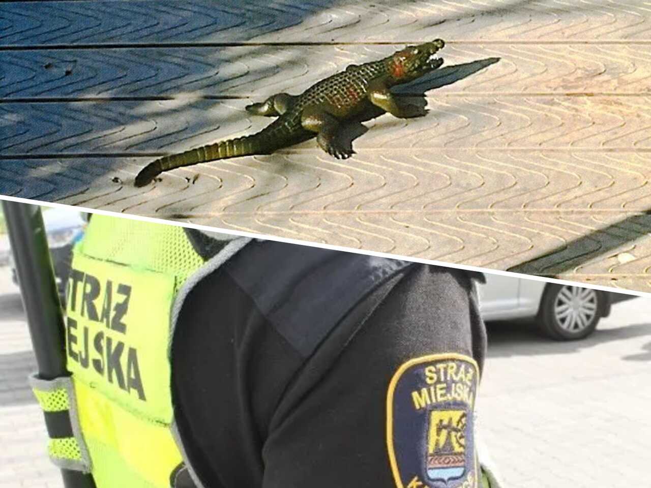 Krokodyl na pomoście
