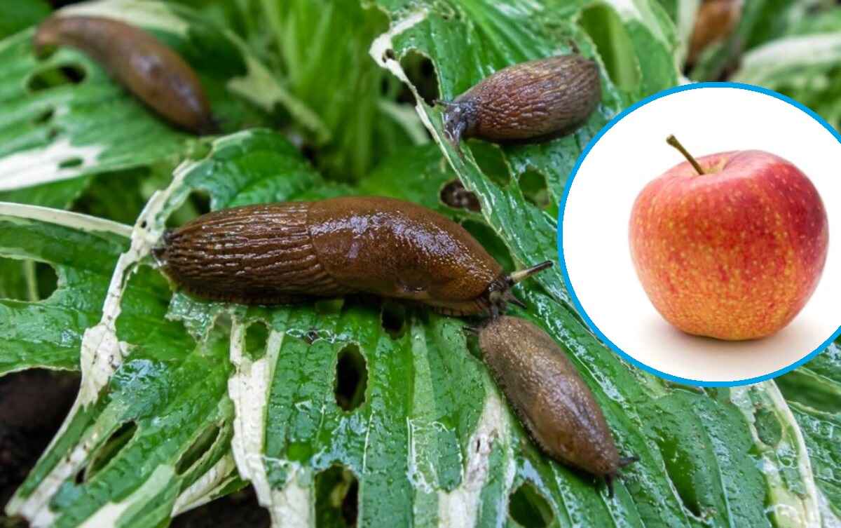 sposób na ślimaki