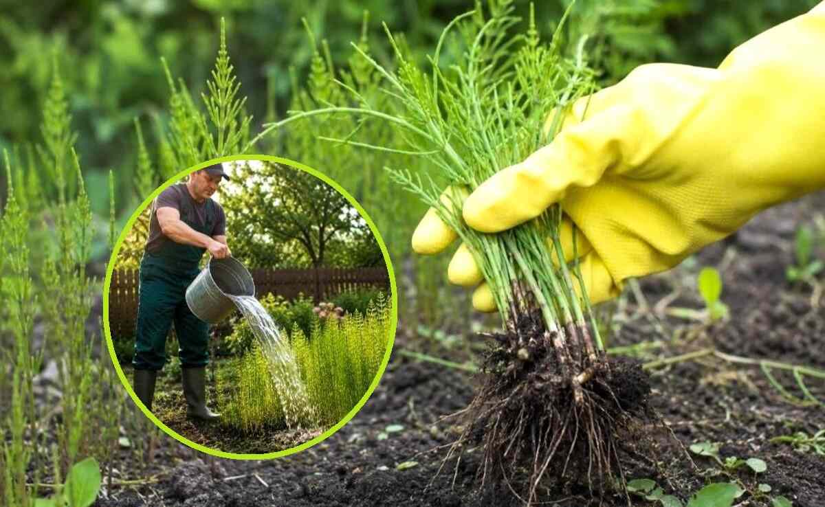 jak usunąć skrzyp