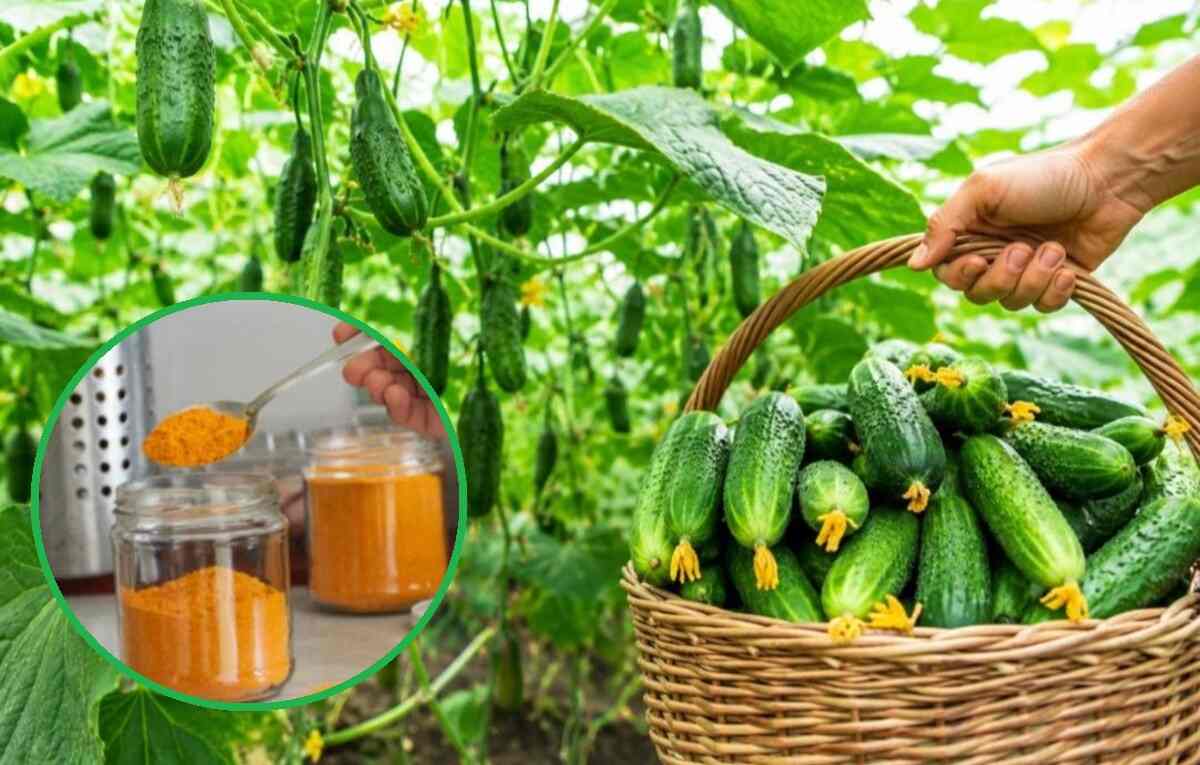 nawożenie ogórków kurkumą