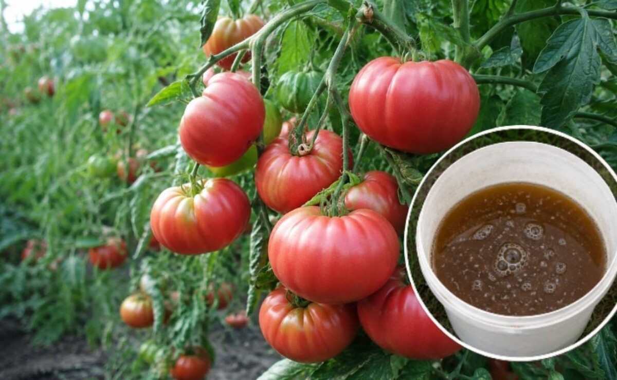 nawożenie pomidorów skrzypem polnym