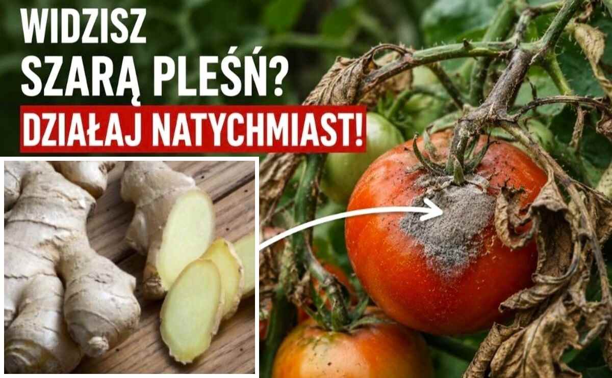 oprysk z imbiru na szarą pleśń na pomidorach