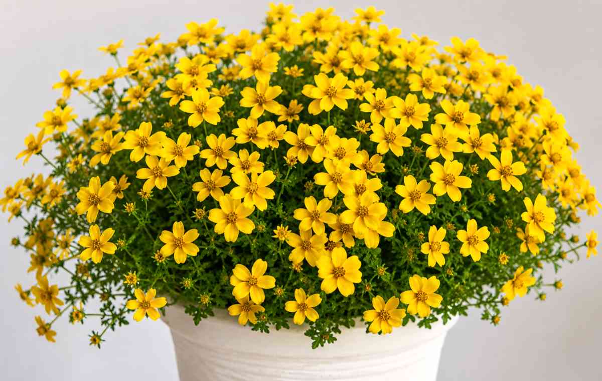 Uczep rózgowaty (Bidens ferulifolia)