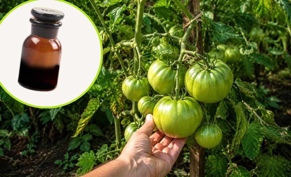 jak przyspieszyć dojrzewanie pomidorów na krzaku