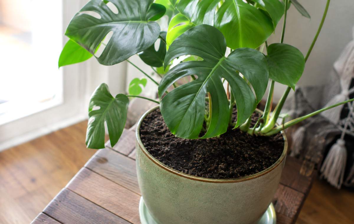 monstera