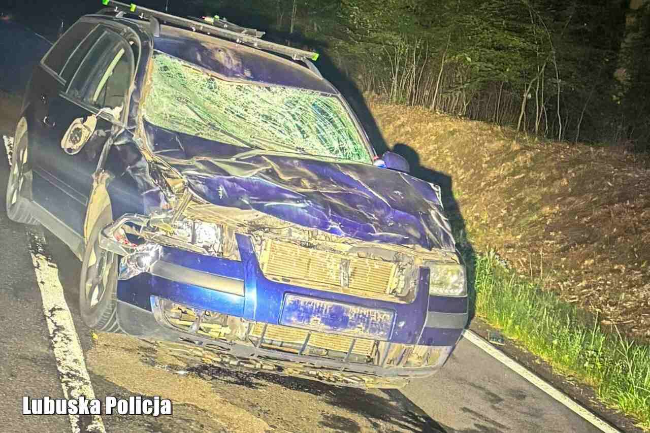 Passat napotkał na drodze żubra. Dla jednej ze stron finał był tragiczny