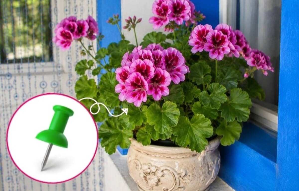 pelargonia