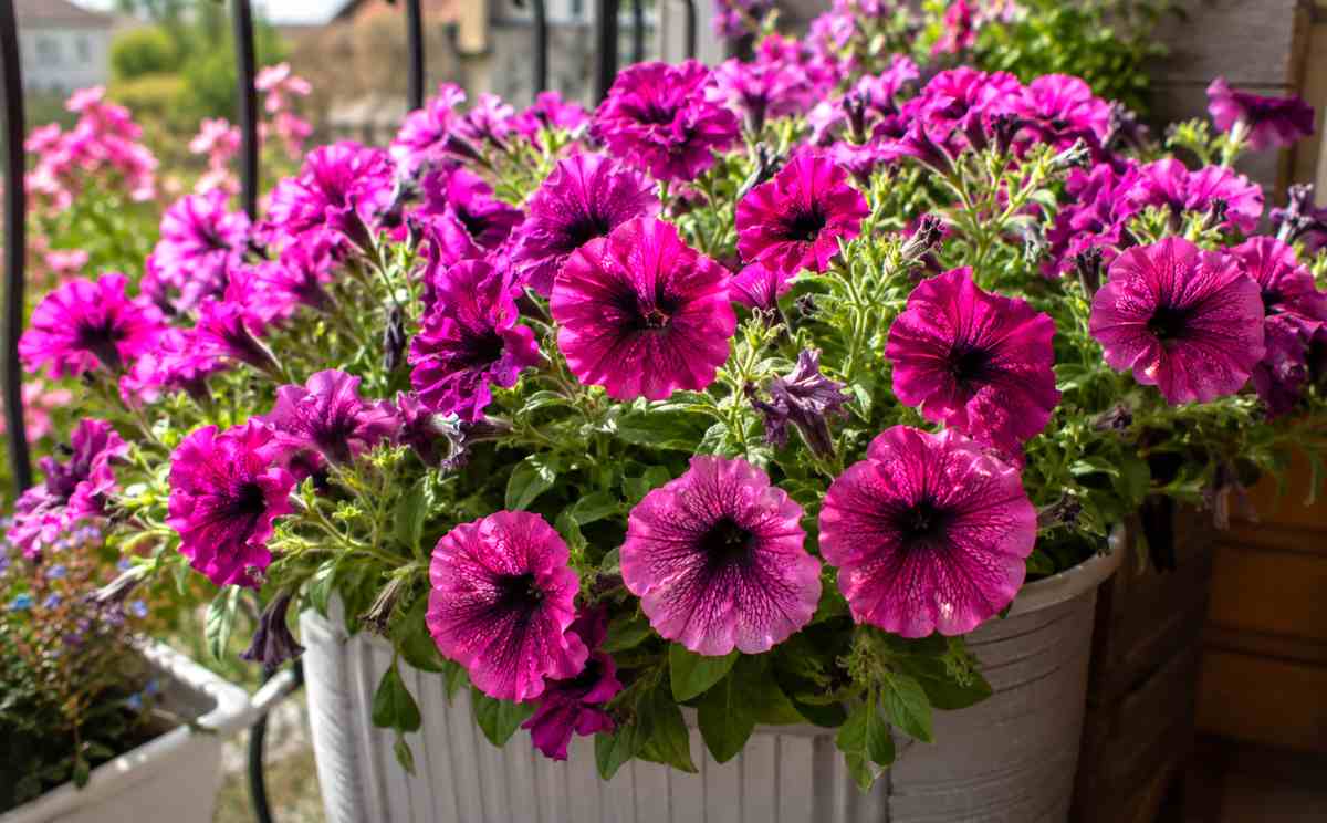 petunia
