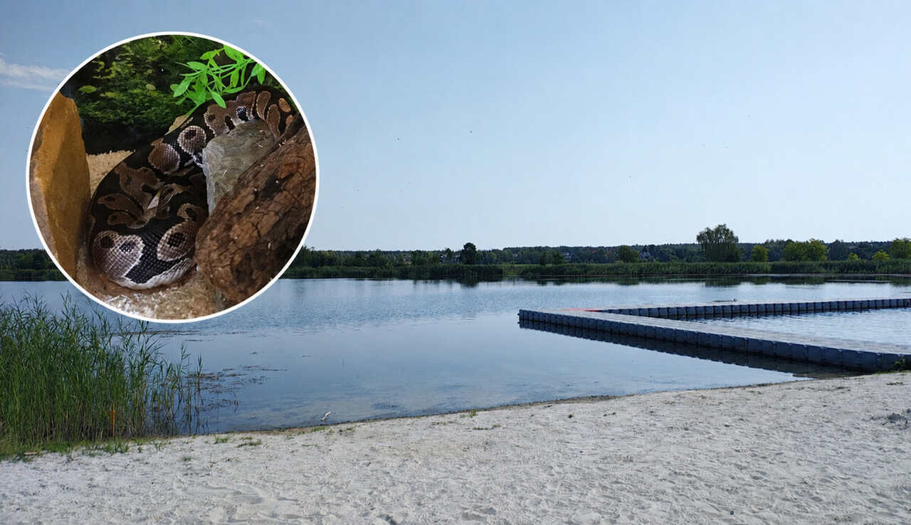 Kobieta pływała w jeziorze z wężami