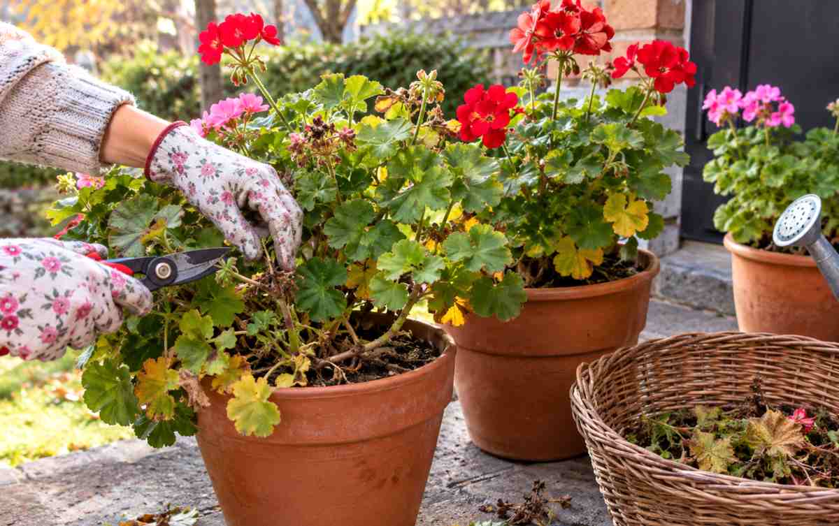 jak przezimować pelargonie