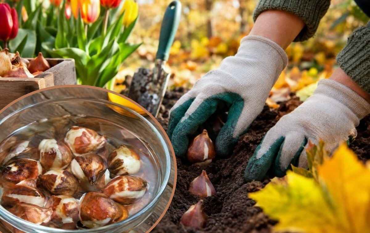 sadzenie tulipanów jesienią