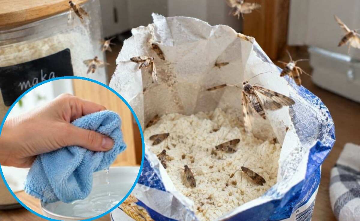 sposób na mole spożywcze
